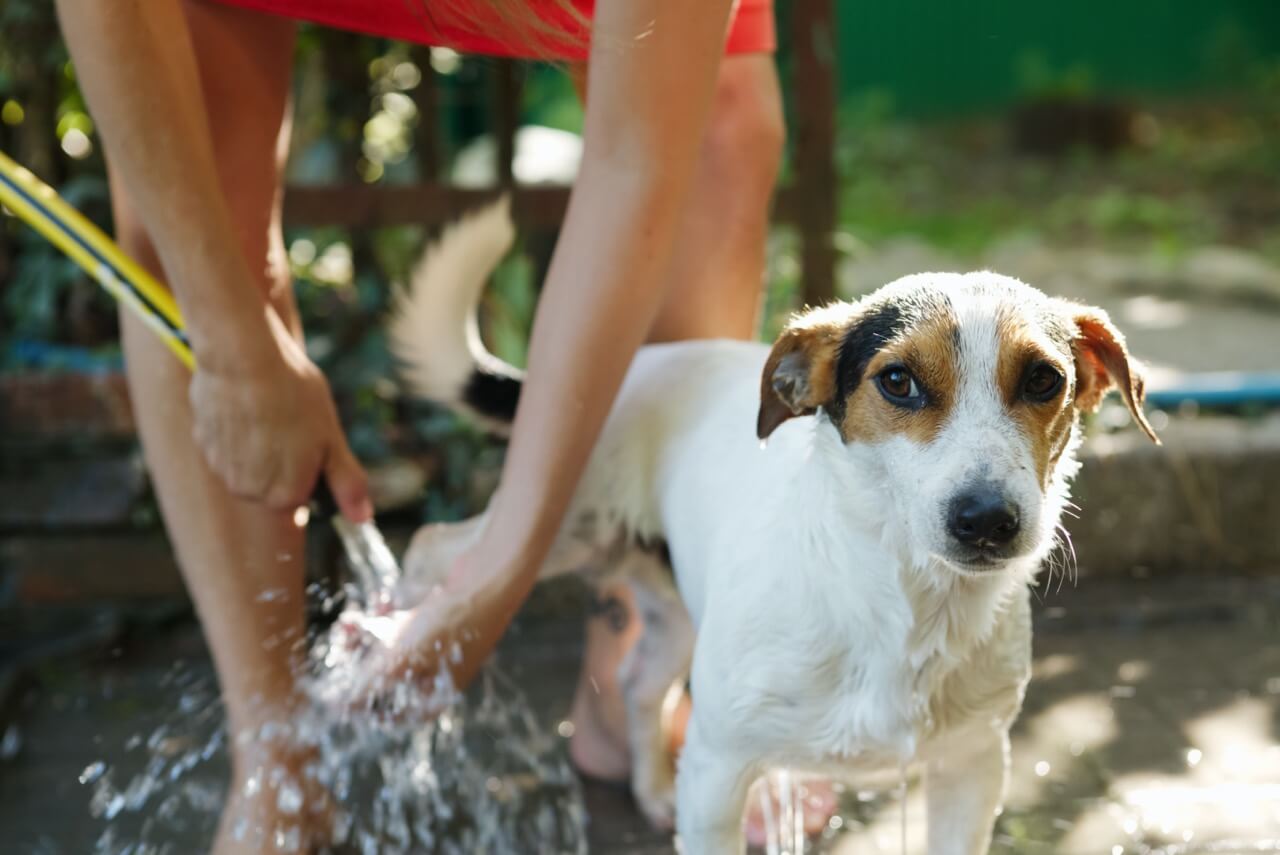 Guía para prevenir un golpe de calor en perros