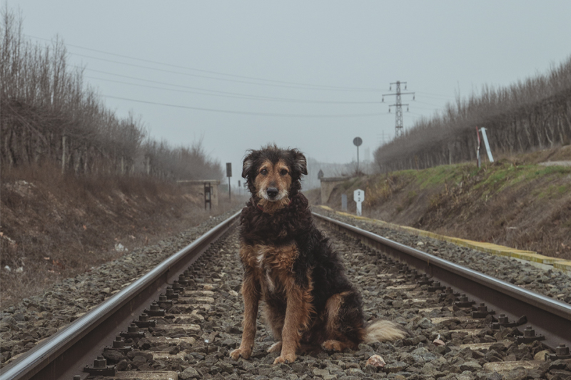 perro perdido en vias del tren