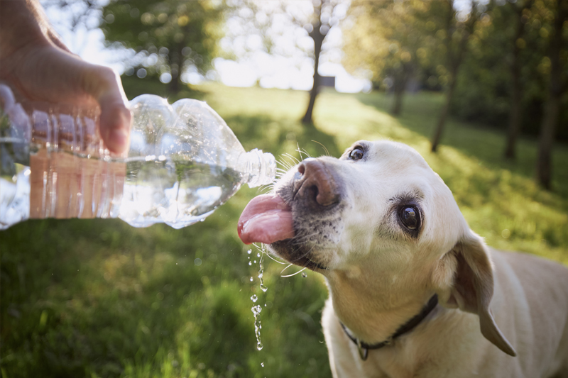 hidratar mascotas en verano