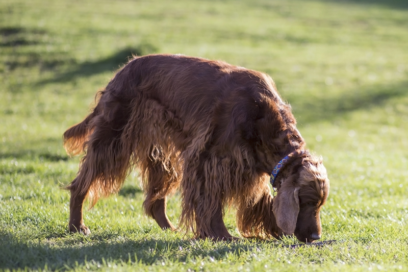 perro olfateando la hierba de un parque