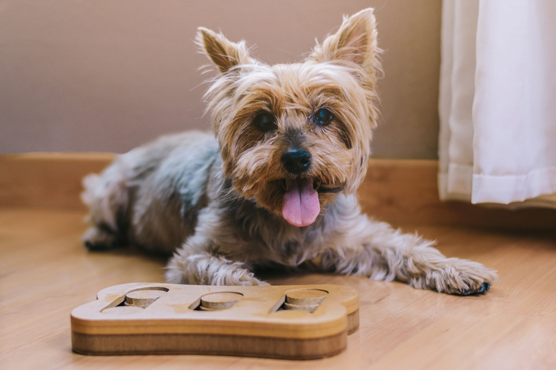 perro pequeño jugando con un puzzle para perros de madera