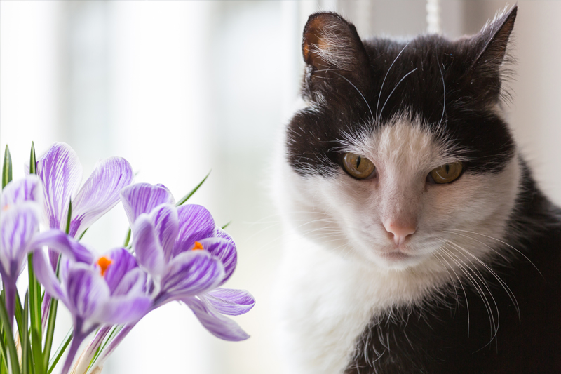 Gato en el comedor de su casa al lado de un jarrón con flores primaverales