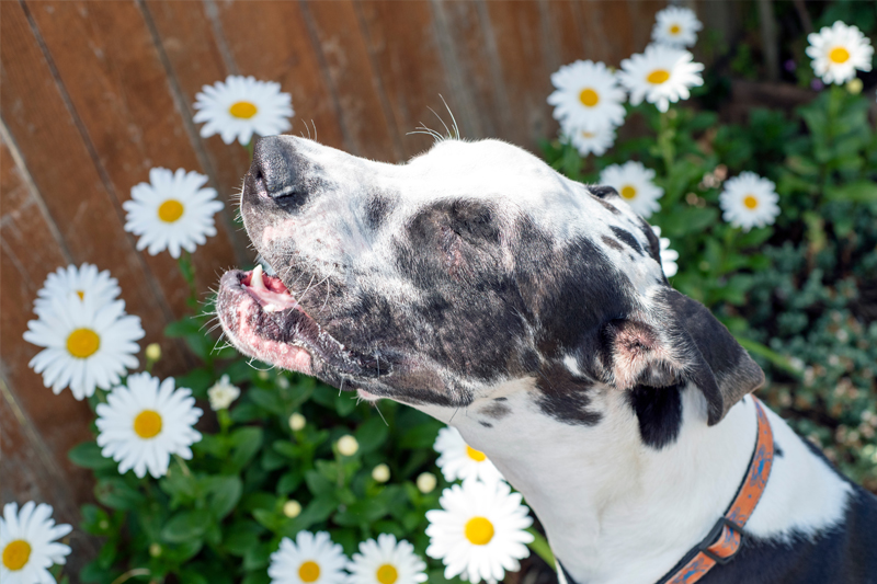 Perro en el jardín de su casa, rodeado de flores y estornudando por alergia en primavera